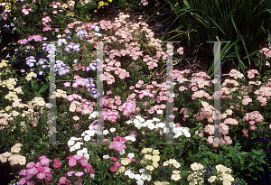 Picture of Phlox drummondii 'Phlox of Sheep'