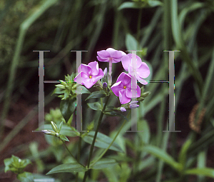 Picture of Phlox glaberrima 'Anita Kistler'