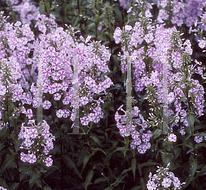 Picture of Phlox maculata 'Natasha'