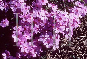 Picture of Phlox divaricata 'Eco Brillant'