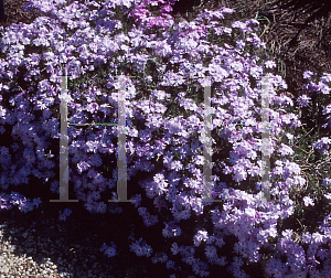 Picture of Phlox nivalis 'Eco Flirtie Eyes'