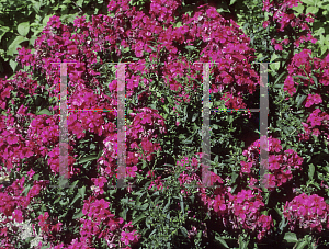 Picture of Phlox paniculata 'Aida'