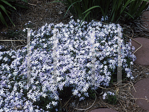 Picture of Phlox subulata 'Oakington Blue Eyes'