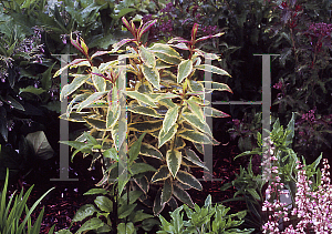 Picture of Phlox paniculata 'Becky Towe'