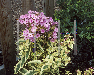 Picture of Phlox paniculata 'Becky Towe'