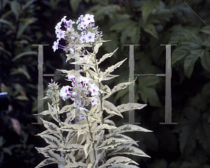 Picture of Phlox paniculata 'Darwins Joyce'