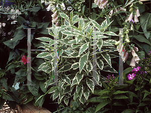 Picture of Phlox paniculata 'Darwins Joyce'