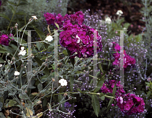 Picture of Phlox paniculata 'Dusterlohe'