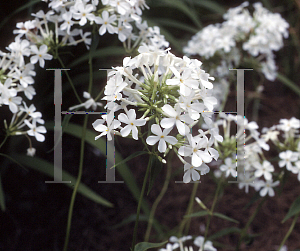 Picture of Phlox maculata 'Emily Saul'