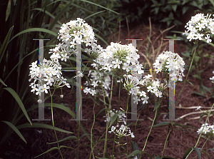 Picture of Phlox maculata 'Emily Saul'