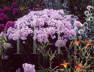 Picture of Phlox paniculata 'Flamingo'