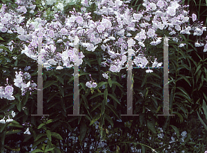 Picture of Phlox paniculata 'Spitfire'