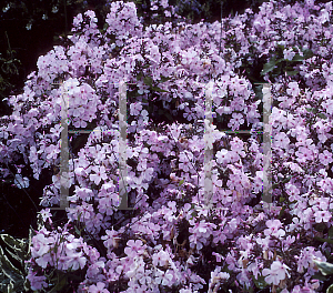 Picture of Phlox paniculata 'Innocence'