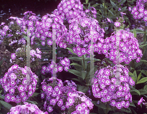 Picture of Phlox paniculata 'Little Boy'