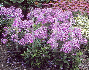 Picture of Phlox paniculata 'Little Boy'