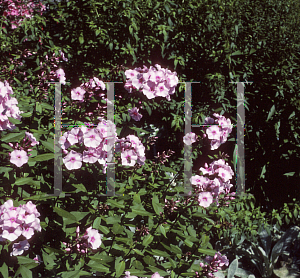 Picture of Phlox paniculata 'Miss Chopin'