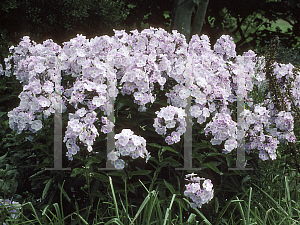 Picture of Phlox paniculata 'Prospero'