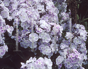 Picture of Phlox paniculata 'Prospero'