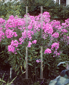 Picture of Phlox paniculata 'Robert Poore'