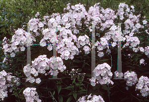 Picture of Phlox paniculata 'Silver Salmon'