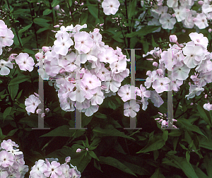 Picture of Phlox paniculata 'Silver Salmon'