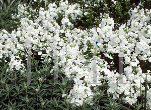 Picture of Phlox paniculata 'Snow Hare'