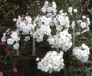 Picture of Phlox paniculata 'Violet Gloriosa'