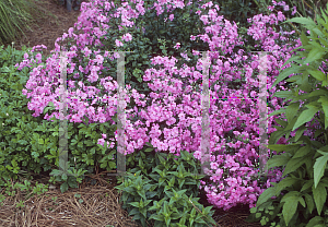 Picture of Phlox  'Spring Delight'
