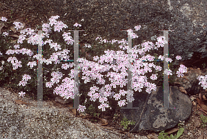 Picture of Phlox subulata 'Candy Cane'