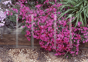 Picture of Phlox subulata 'Scarlet Flame'