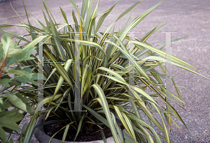 Picture of Phormium tenax 'Apricot Queen'