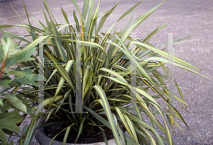 Picture of Phormium tenax 'Apricot Queen'