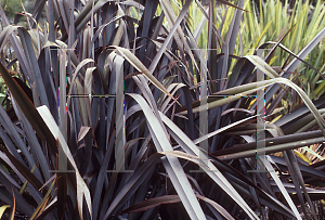 Picture of Phormium  'Dusky Chief'