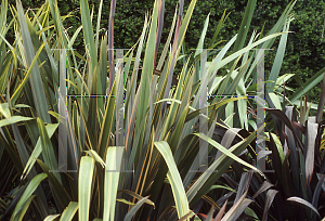 Picture of Phormium  'Festival'