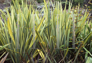 Picture of Phormium  'Gold Spike'
