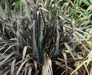 Picture of Phormium  'Platt's Black'