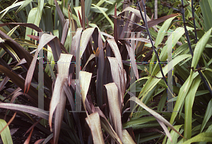 Picture of Phormium tenax 'Rubrum'