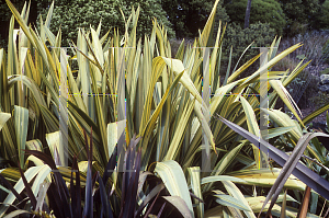 Picture of Phormium tenax 'Williamsii Variegata'