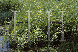 Picture of Phragmites australis 'Variegatus'