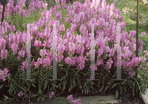 Picture of Physostegia virginiana 'Rose Bouquet'