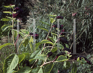 Picture of Phytolacca americana 