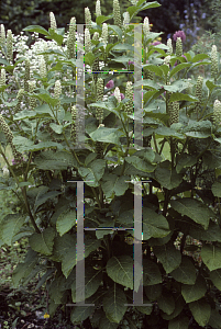 Picture of Phytolacca esculenta 