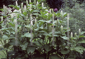 Picture of Phytolacca esculenta 