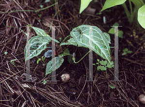 Picture of Pinellia cordata 