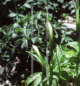 Picture of Pinellia pedatisecta 