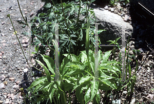 Picture of Pinellia pedatisecta 