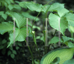 Picture of Pinellia tripartita 