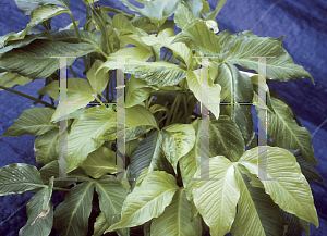Picture of Pinellia tripartita 'Variegata'