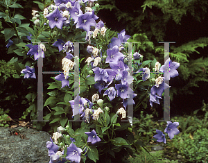 Picture of Platycodon grandiflorus 