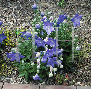 Picture of Platycodon grandiflorus 'Sentimental Blue'